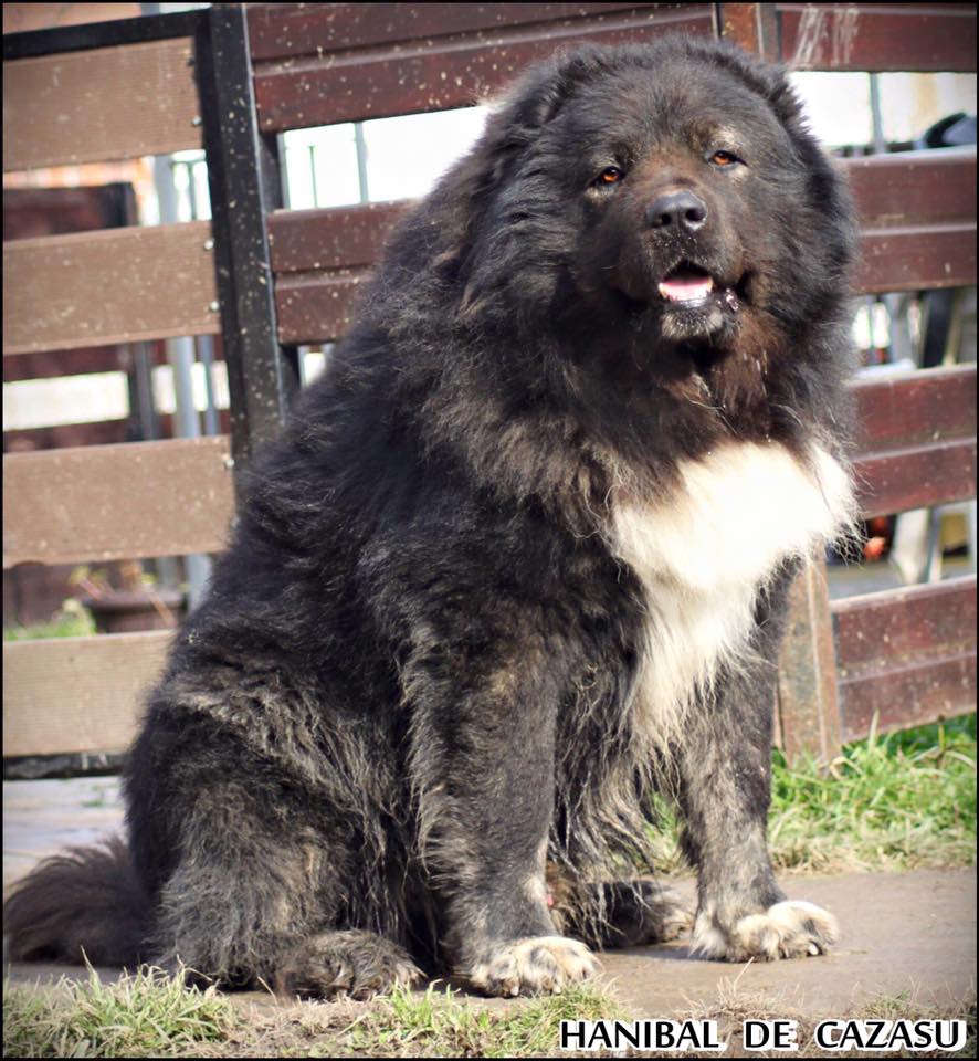 Hanibal De Cazasu Balkan Master Kennel